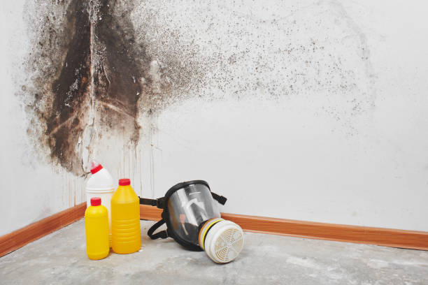 Best Affordable Mold Removal  in Grapeland, TX