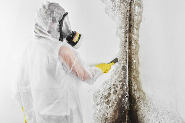 Best Attic Mold Removal  in Grapeland, TX