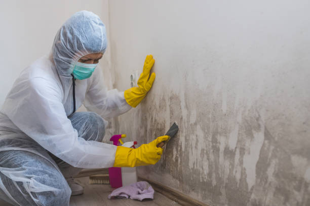 Best Fast Mold Removal  in Grapeland, TX