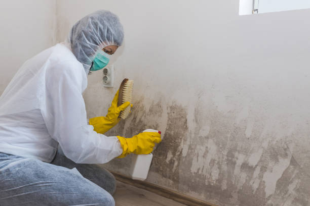 Best Same-Day Mold Removal  in Grapeland, TX