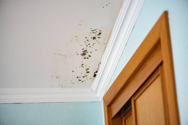 Best Same-Day Mold Removal  in Grapeland, TX