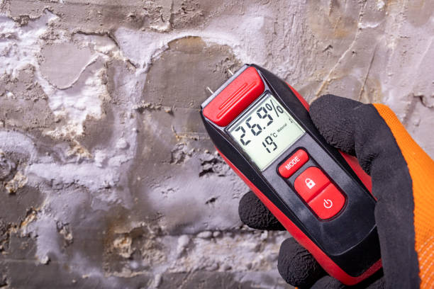 Best Commercial Mold Removal  in Grapeland, TX