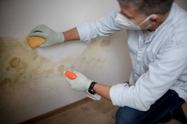 Trusted Grapeland, TX Mold Removal Experts