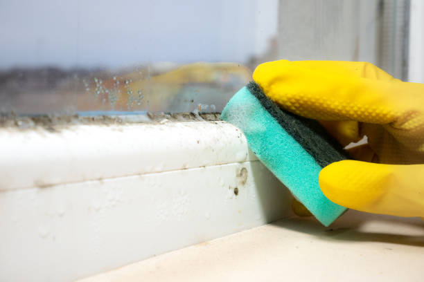 Best Mold Remediation  in Grapeland, TX