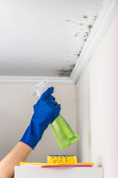 Best Affordable Mold Removal  in Grapeland, TX