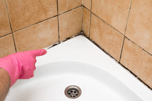 Best Residential Mold Removal  in Grapeland, TX